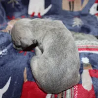 DREAM, a female Whippet for sale in Hackett, AR – Photo 4 of 9