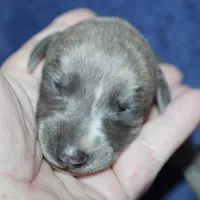 DREAM, a female Whippet for sale in Hackett, AR – Photo 6 of 9