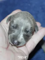 DREAM, a female Whippet for sale in Hackett, AR – Photo 2 of 5