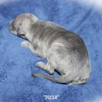 DREAM, a female Whippet for sale in Hackett, AR – Photo 9 of 9