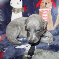 DREAM, a female Whippet for sale in Hackett, AR – Photo 3 of 9