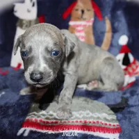 DREAM, a female Whippet for sale in Hackett, AR – Photo 1 of 9