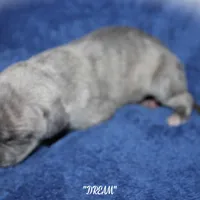 DREAM, a female Whippet for sale in Hackett, AR – Photo 7 of 9