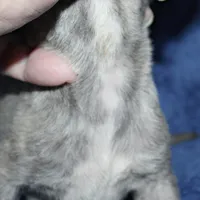 DREAM, a female Whippet for sale in Hackett, AR – Photo 8 of 9