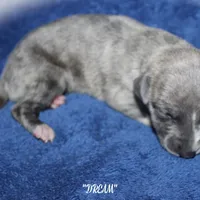 DREAM, a female Whippet for sale in Hackett, AR – Photo 5 of 9
