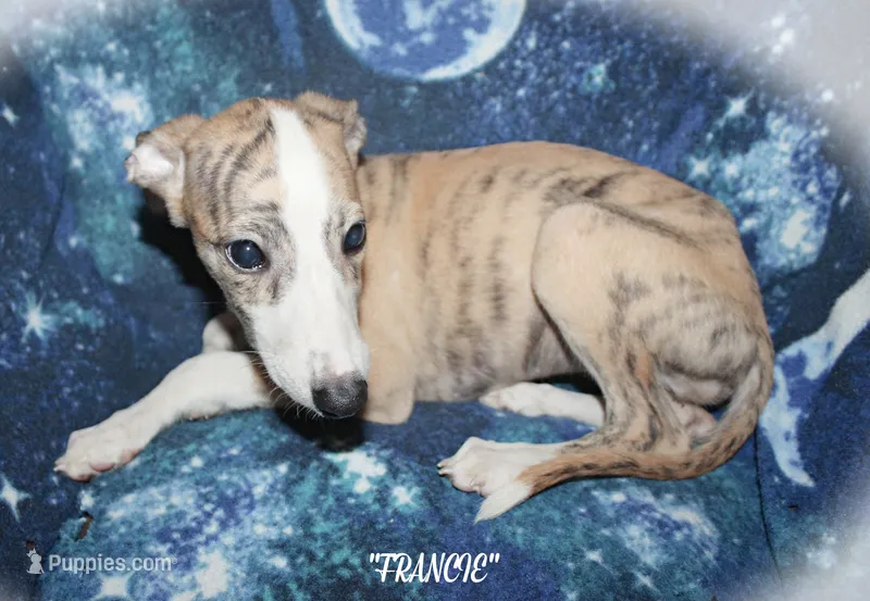 FRANCIE – Whippet puppy for sale in Hackett, AR