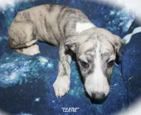 CLAIRE, a female Whippet for sale in Hackett, AR – 3 of 10