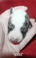 JENNA, a female Whippet for sale in Hackett, AR – 2 of 4