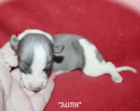 DAXTON, a male Whippet for sale in Hackett, AR – 3 of 4