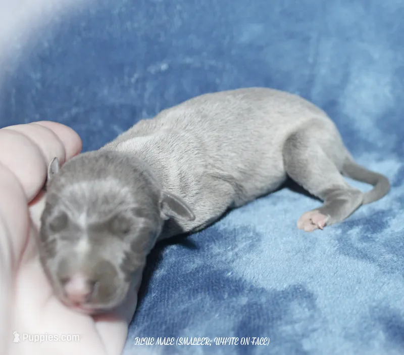 DODGER – Whippet puppy for sale in Hackett, AR