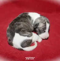 SUTTER, a male Whippet for sale in Hackett, AR – 5 of 5