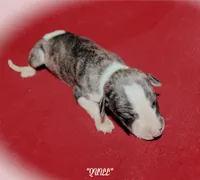 QUILL, a male Whippet for sale in Hackett, AR – 3 of 4