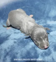 DODGER, a male Whippet for sale in Hackett, AR – 3 of 5