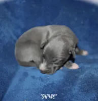 SHINE, a female Whippet for sale in Hackett, AR – Photo 4 of 6