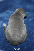 SHINE, a female Whippet for sale in Hackett, AR – Photo 6 of 6