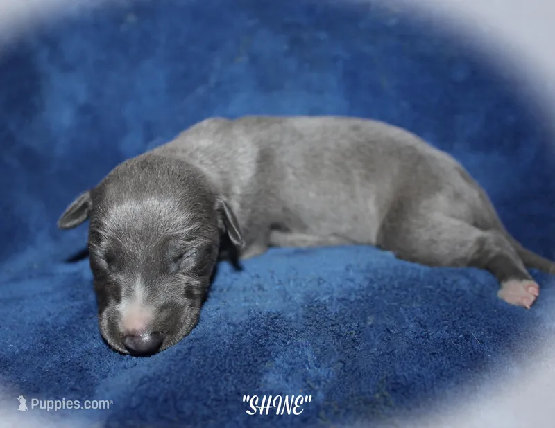 SHINE – Whippet puppy for sale in Hackett, AR