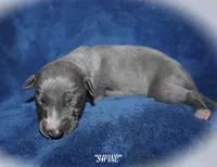 SHINE, a female Whippet for sale in Hackett, AR – Photo 1 of 6