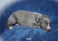 SHINE, a female Whippet for sale in Hackett, AR – Photo 5 of 6