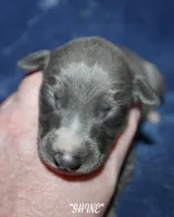 SHINE, a female Whippet for sale in Hackett, AR – Photo 2 of 6