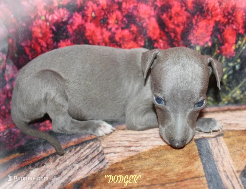 DODGER – Whippet puppy for sale in Hackett, AR