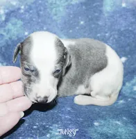 DAISY, a female Whippet for sale in Hackett, AR – 3 of 7