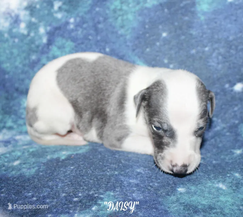 DAISY, a female Whippet for sale in Hackett, AR – 1 of 7