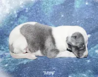 DAISY, a female Whippet for sale in Hackett, AR – 4 of 7