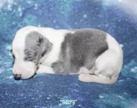 DAISY, a female Whippet for sale in Hackett, AR – 5 of 7