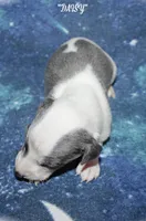 DAISY, a female Whippet for sale in Hackett, AR – 6 of 7