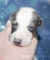 DAISY, a female Whippet for sale in Hackett, AR – 2 of 7