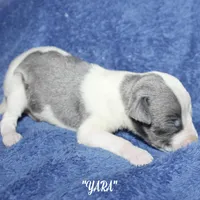 YARA, a female Whippet for sale in Hackett, AR – Photo 5 of 6