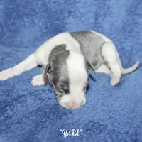 YARA, a female Whippet for sale in Hackett, AR – Photo 1 of 6