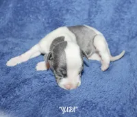 YARA, a female Whippet for sale in Hackett, AR – Photo 1 of 6