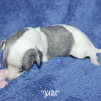 YARA, a female Whippet for sale in Hackett, AR – Photo 4 of 6