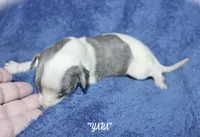 YARA, a female Whippet for sale in Hackett, AR – Photo 4 of 6