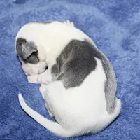 YARA, a female Whippet for sale in Hackett, AR – Photo 6 of 6