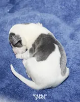 YARA, a female Whippet for sale in Hackett, AR – Photo 6 of 6