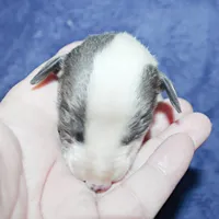 YARA, a female Whippet for sale in Hackett, AR – Photo 2 of 6
