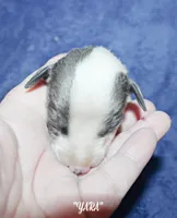 YARA, a female Whippet for sale in Hackett, AR – Photo 2 of 6