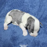 YARA, a female Whippet for sale in Hackett, AR – Photo 3 of 6