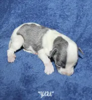 YARA, a female Whippet for sale in Hackett, AR – Photo 3 of 6