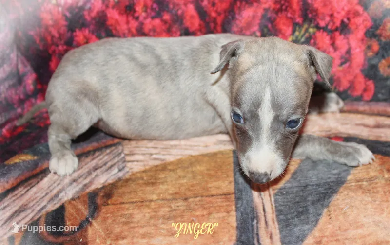 ZINGER – Whippet puppy for sale in Hackett, AR