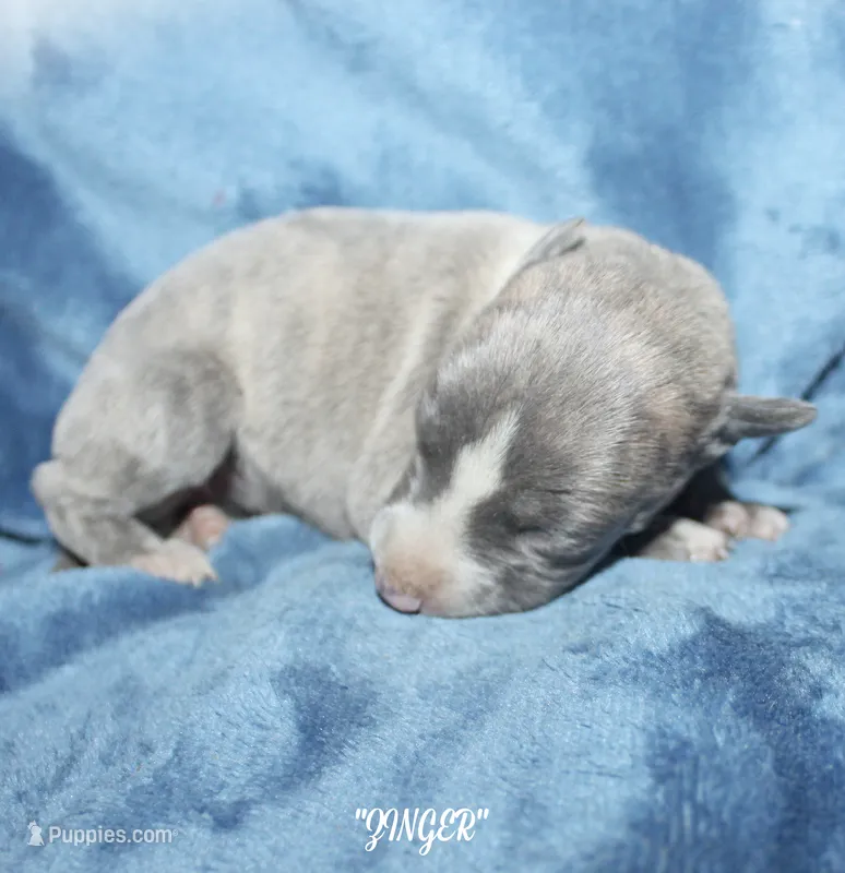 ZINGER – Whippet puppy for sale in Hackett, AR