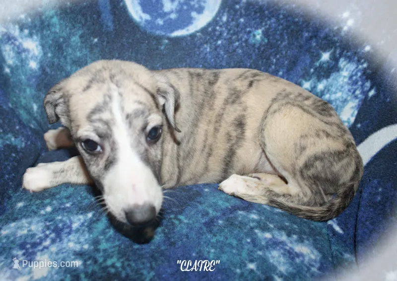 CLAIRE, a female Whippet for sale in Hackett, AR – 1 of 10