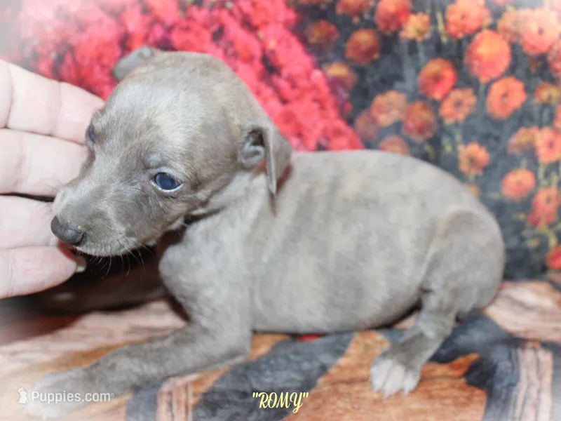 ROMY – Whippet puppy for sale in Hackett, AR