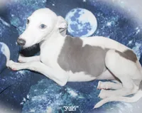 SUKI, a female Whippet for sale in Hackett, AR – 3 of 10