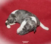 QUILL, a male Whippet for sale in Hackett, AR – 1 of 4