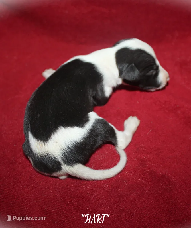 BART – Whippet puppy for sale in Hackett, AR