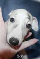 KAI, a female Whippet for sale in Hackett, AR – 3 of 10