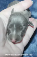DODGER, a male Whippet for sale in Hackett, AR – 2 of 5